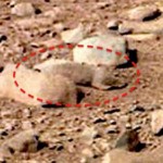 حيوان على سطح المريخ 3