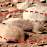 حيوان على سطح المريخ 4