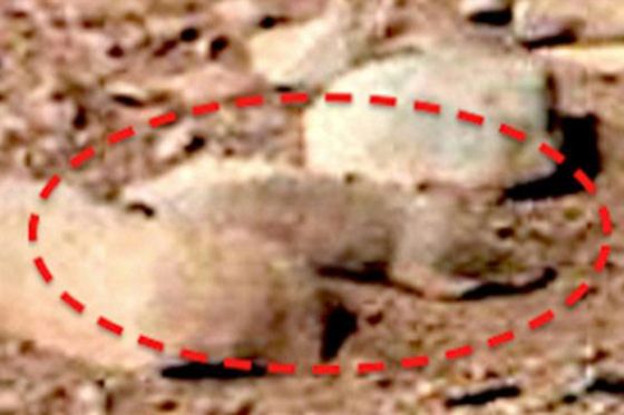 حيوان على سطح المريخ 4
